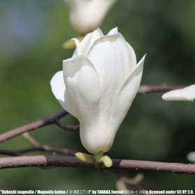 Magnolia de Kobé, Mokryeon, Magnolia kobus